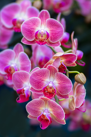 Cascade of Phalaenopsis Orchids