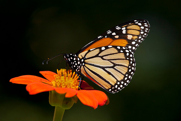 Monarch