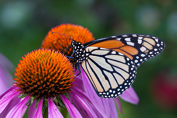 Monarch