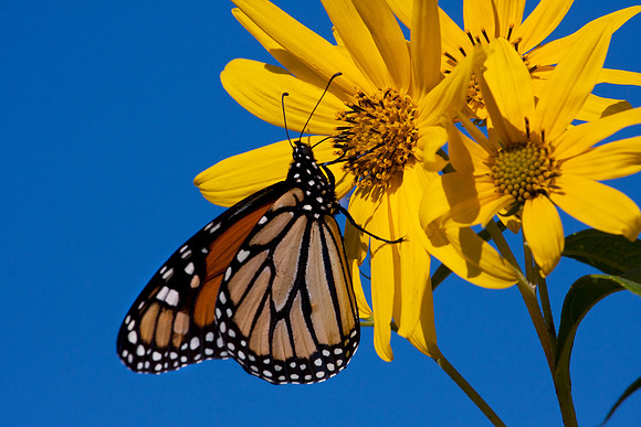 Monarch in the Prairie