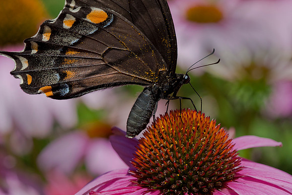 Black Swallowtail