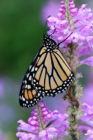 Monarch