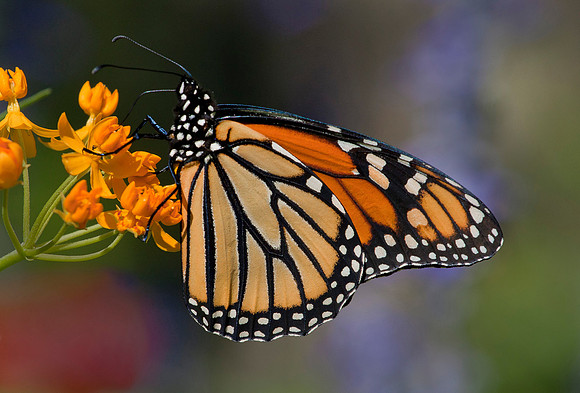 Monarch