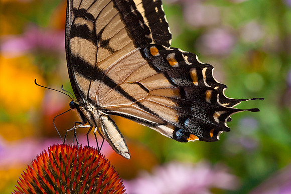 Tiger Swallowtail