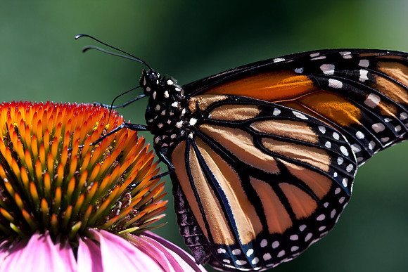 Monarch