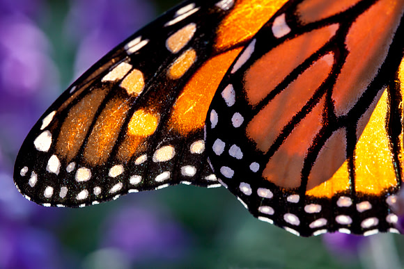 Monarch