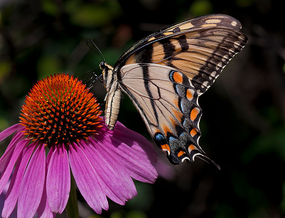 Tiger Swallowtail