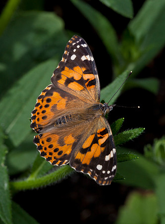 Painted Lady