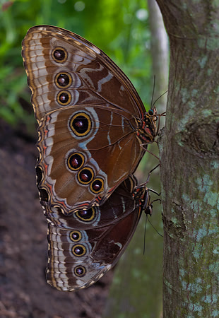 Blue Morpho