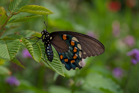 Spicebush Swallowtail