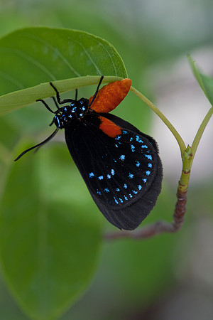 Atala Hairstreak