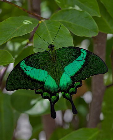 Emerald Swallowtail/Banded Peacock