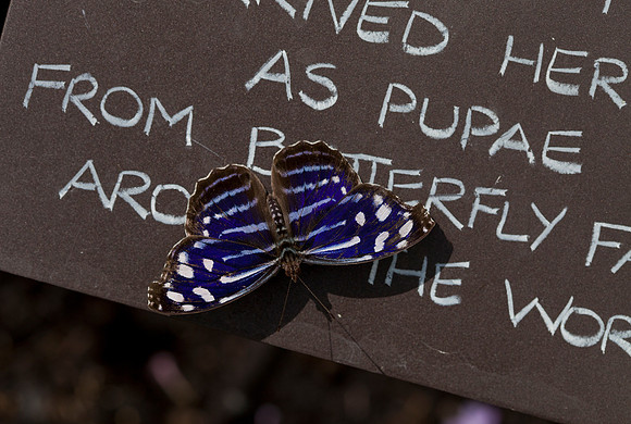 Whitened Bluewing