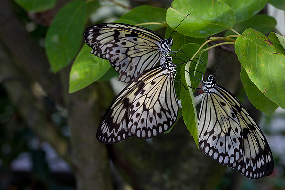 Paper Kites