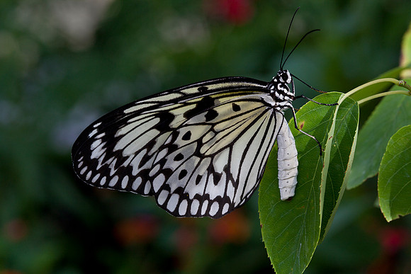 Paper Kite