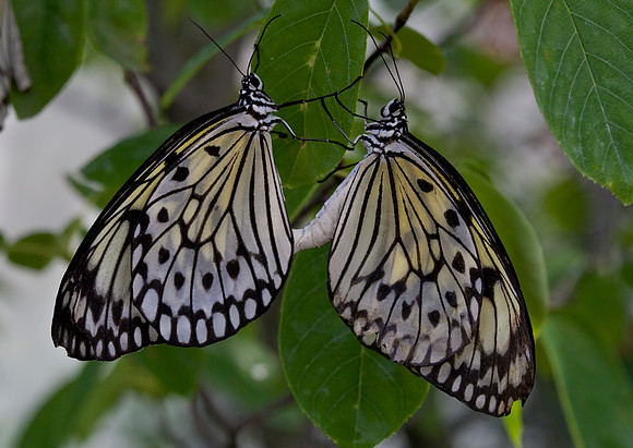 Paper Kites