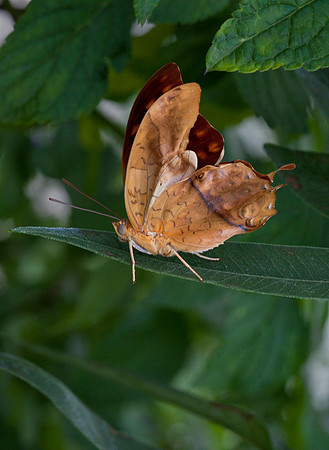 Pearl Charaxes
