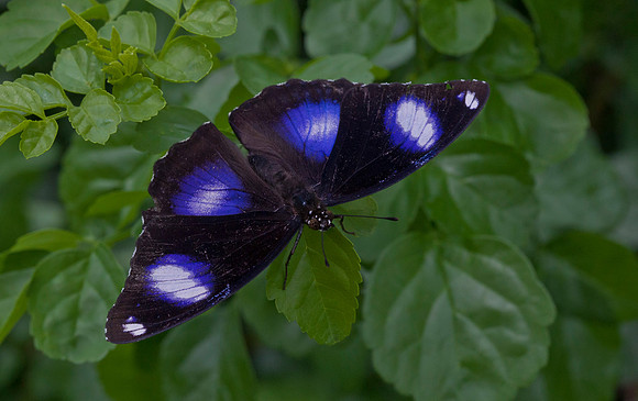 Great Eggfly