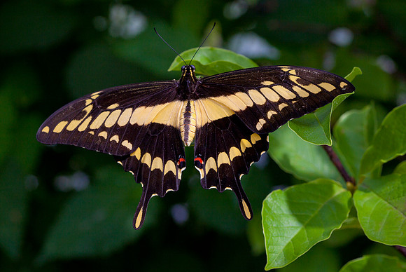 Thoas Swallowtail