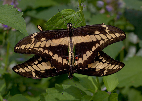 Thoas Swallowtail