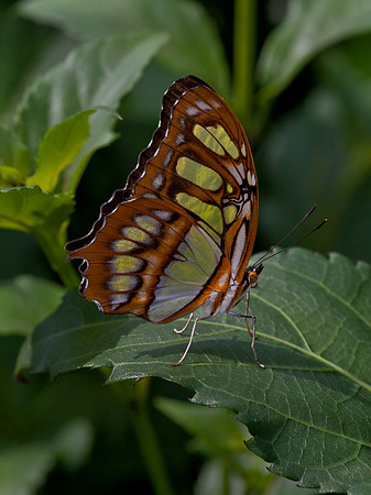 Malachite
