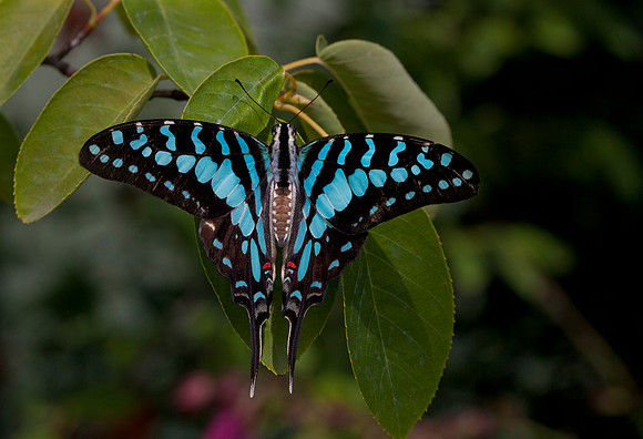 Large Striped Swordtail