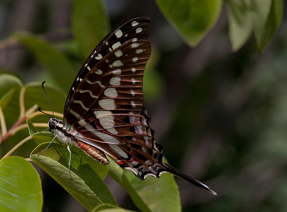 Large Striped Swordtail