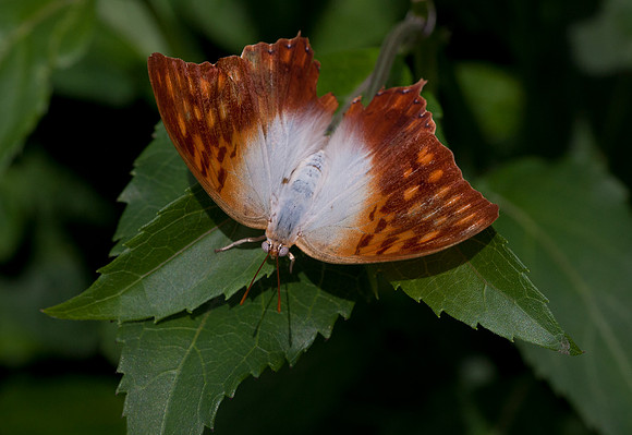 Pearl Charaxes