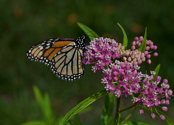 Monarch