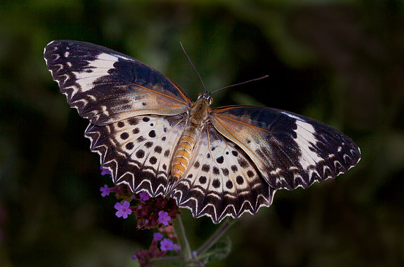 Leopard Lacewing - Female