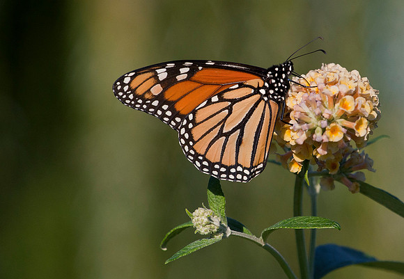 Monarch