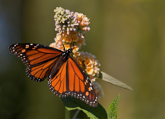 Monarch