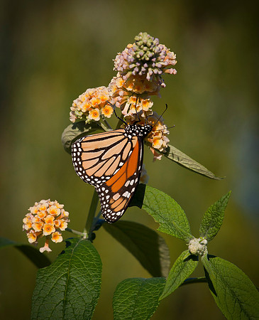 Monarch