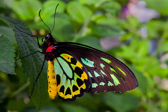 Cairns Birdwing