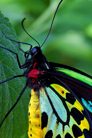 Cairns Birdwing