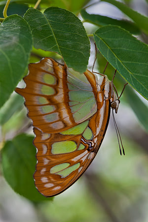 Malachite