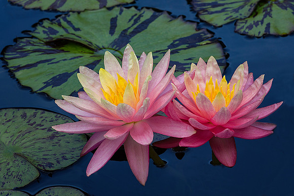 Two Waterlilies