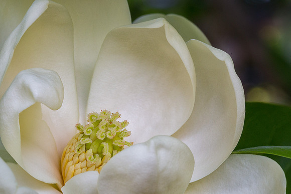 Sweet Bay Magnolia