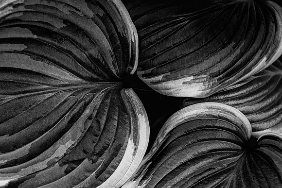 Hosta Leaves