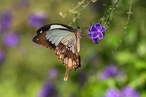 Mocker Swallowtail on Skyflower