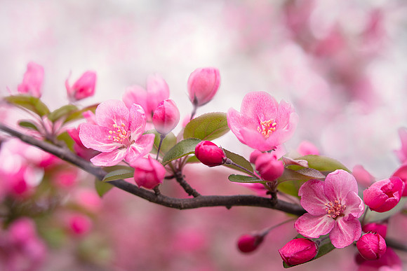 Crabapples in Spring