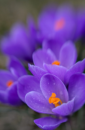 Crocuses in Spring