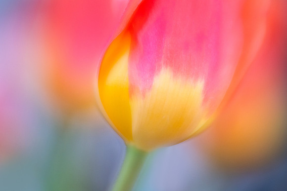 Tulip Rainbow