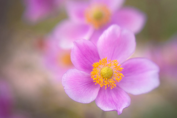 Anemones in the English Walled Garden