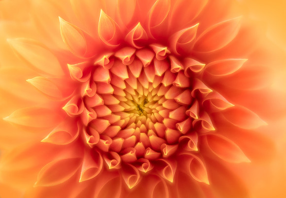 Dahlia