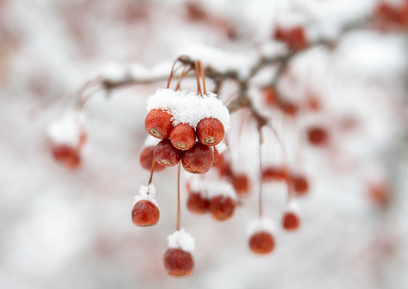 Crabapples in the Snow