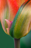 Tulip With An Attitude