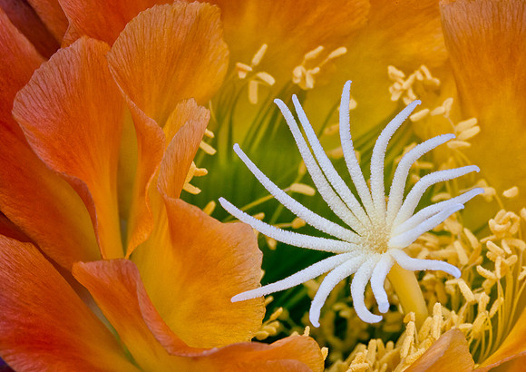 Echinopsis 'Apricot Glow'