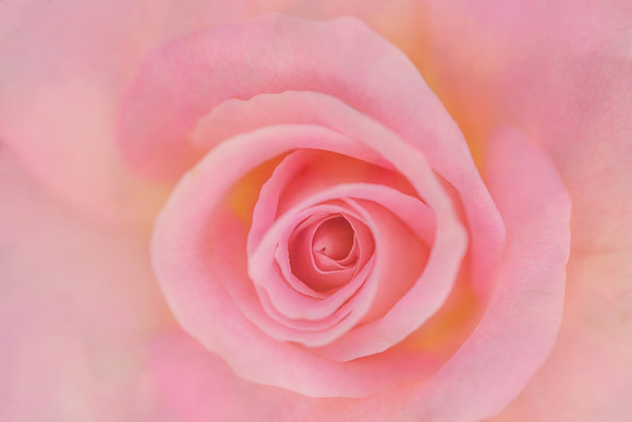 Pink Swirls