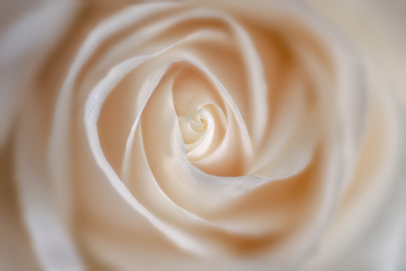 Purity